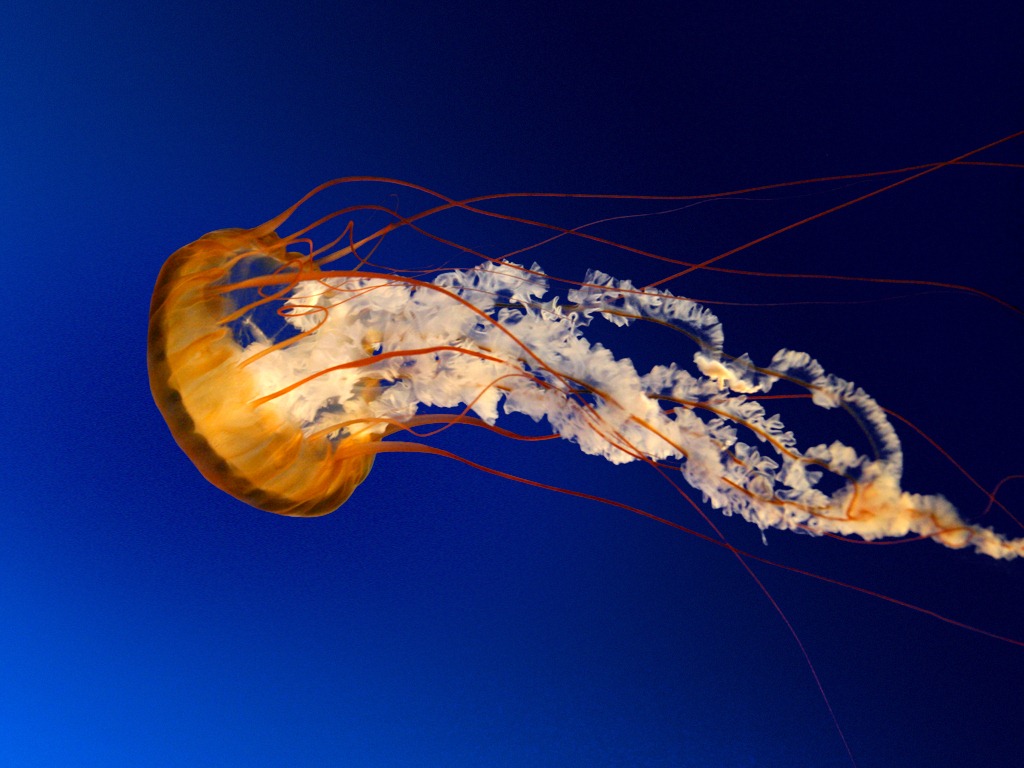 [Jellyfish%255B4%255D.jpg]