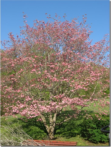 pink dogwood