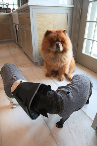 Those Frenchies really care about each other.