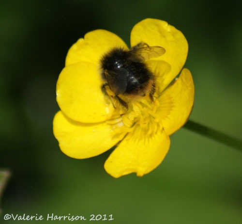 [Early%2520Bumble%2520Bee%2520Bombus%2520pratorum%25202%255B2%255D.jpg]