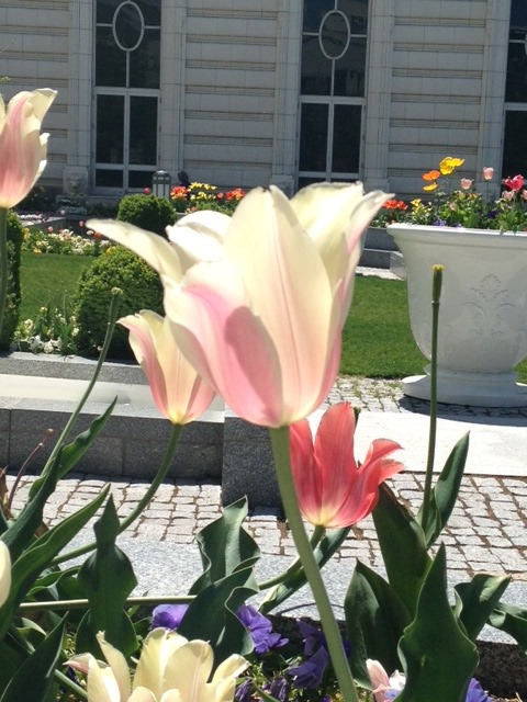 [Whilte%2520tulip%255B2%255D.jpg]