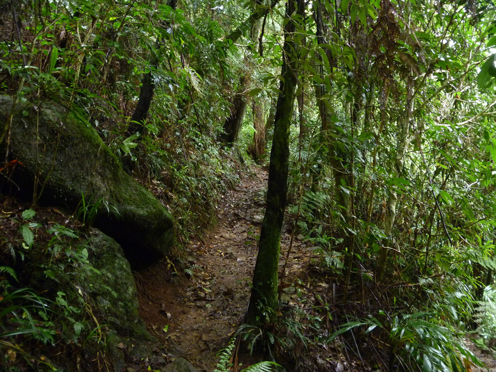 Toolona Creek and Mount Wanungra, O’Reilly’s