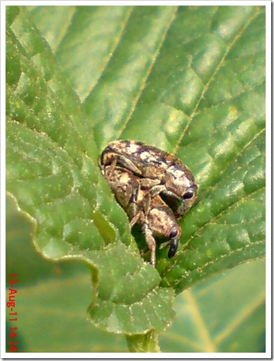 kumbang weevil kawin