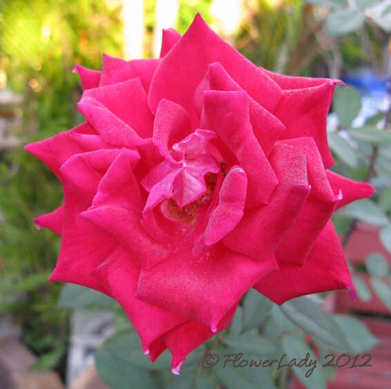 [01-20-love-rose%255B4%255D.jpg]