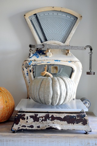 [scale%2520with%2520pumpkins%255B4%255D.jpg]