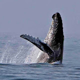 Humpback whale