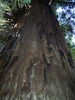california_sequoia