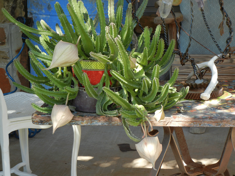 [Dorisan%2527s-plant%255B3%255D.gif]