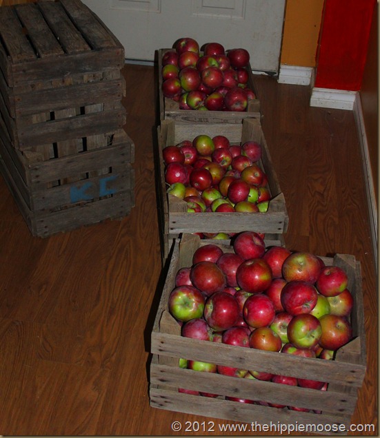Apples and Lavvu 003 Apples and Lavvu 003
