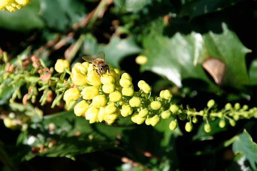 On a warm day in winter, a bee finds pollen on this Mahonia hybrid introduced by renowned Texas nursery Yucca Do.