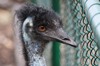 Mr Emu