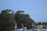Cockatoos going nuts in trees
