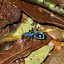 Aweseome bug I saw