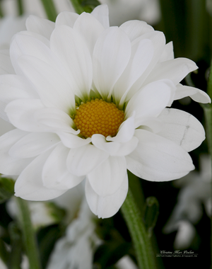 Sommerblomst Sommerblomst