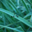 BaramForest_bugs.jpg