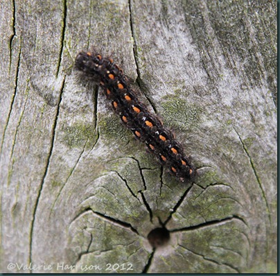 47-scarce-footman-pos