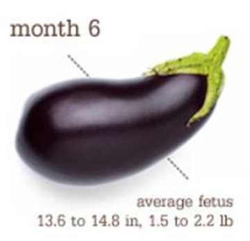 week25to28 week25to28