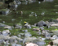 Black-throated Green Warbler bathing in the brook