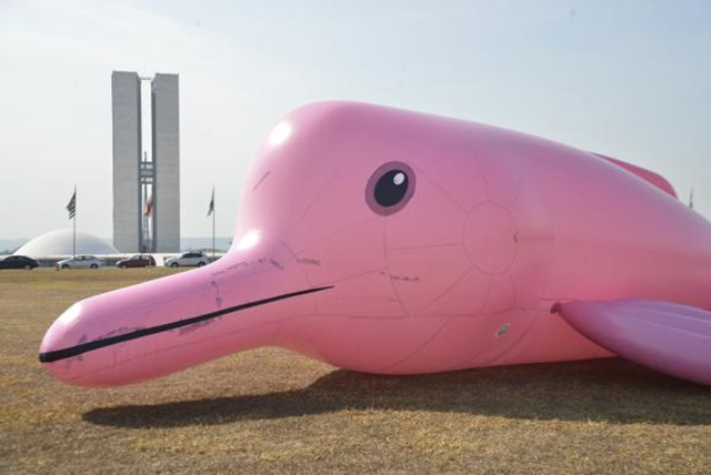 As part of a campaing against the killing of the Amazon river dolphin, a dummy was placed outside Brazil's National Congress. Photo: Antonio Cruz / Agência Brasil