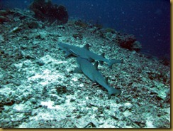 Sipidan diving (35)