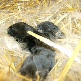 Kleintierzüchter Giesingen