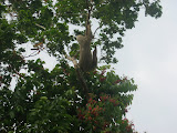 Sloth in tree