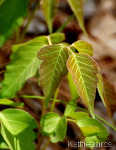 8. poison ivy-kab 8. poison ivy-kab