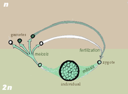 Gametic meiosis