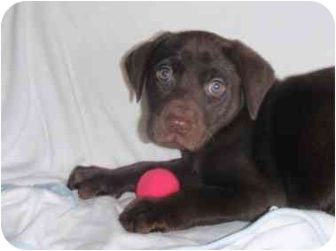 Nixon, from Glastonbury, Connecticut. This chocolate Lab pup is social and good with kids. He and his siblings are available through Companion Pet Rescue & Transport of New England. Nixon, from Glastonbury, Connecticut. This chocolate Lab pup is social and good with kids. He and his siblings are available through Companion Pet Rescue & Transport of New England.