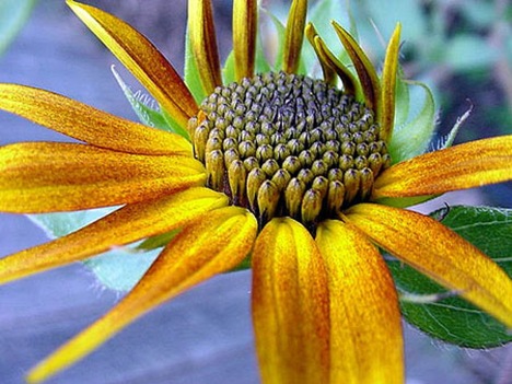Girasol-foto Girasol-foto
