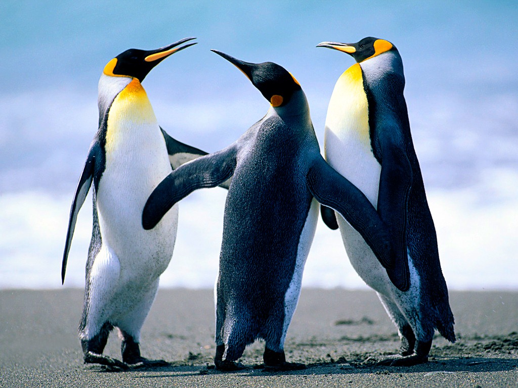 [Penguins%255B8%255D.jpg]