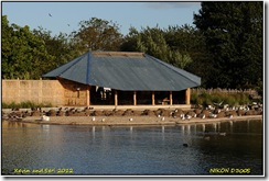 Slimbridge WWT D300s  29-09-2012 15-56-08