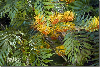 tree-flower-3