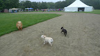 Oh wow!  Look at that large gathering of people and dogs.  Let's go check out the action.