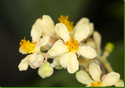 Microcos paniculata Microcos paniculata