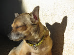 Summer Fur Games- Minnow Takes Gold!