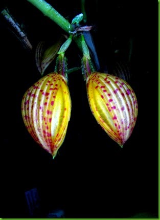 OR Zootrophion dayanum OR Zootrophion dayanum