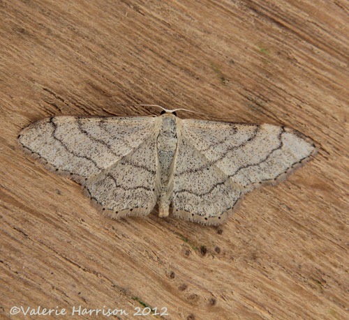 [Riband-Wave2.jpg]