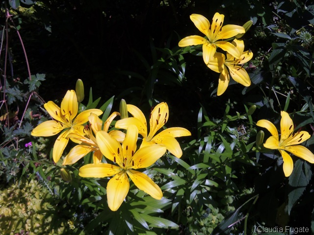 [100_07033.jpg]