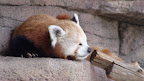 denver_zoo