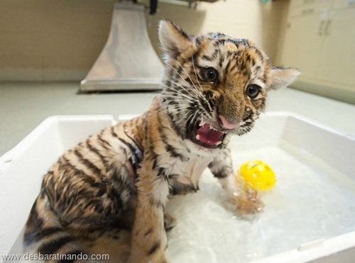 filhotes recem nascidos zoo zoologico desbaratinando animais lindos fofos  (25)