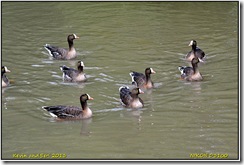 Slimbridge WWT - Rain