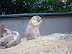 National Zoo in August