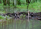 бобровая плотина - beaver's dam