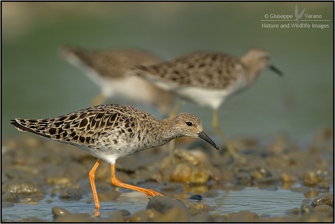 Combattente - Ruff (Philomachus pugnax) 170711_DM37131