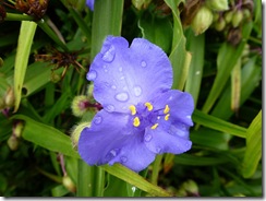 bhd blue with raindrops