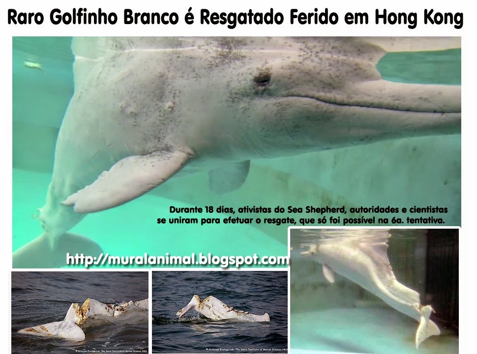 [raro_golfinho_branco_chines%255B3%255D.jpg]
