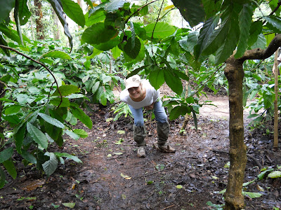 Erica peeking out from behind one of the hundreds of thousands of coffee bean plants they have at the plantation