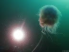 Black Carr: blue jellyfish