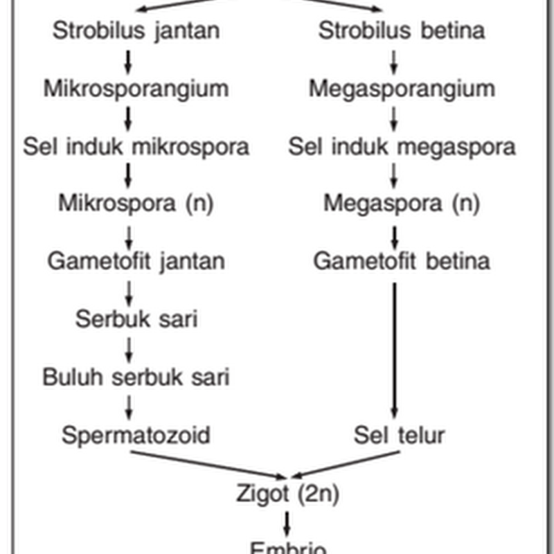 Reproduksi Gymnospermae dan Angiospermae